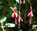 گوشواره